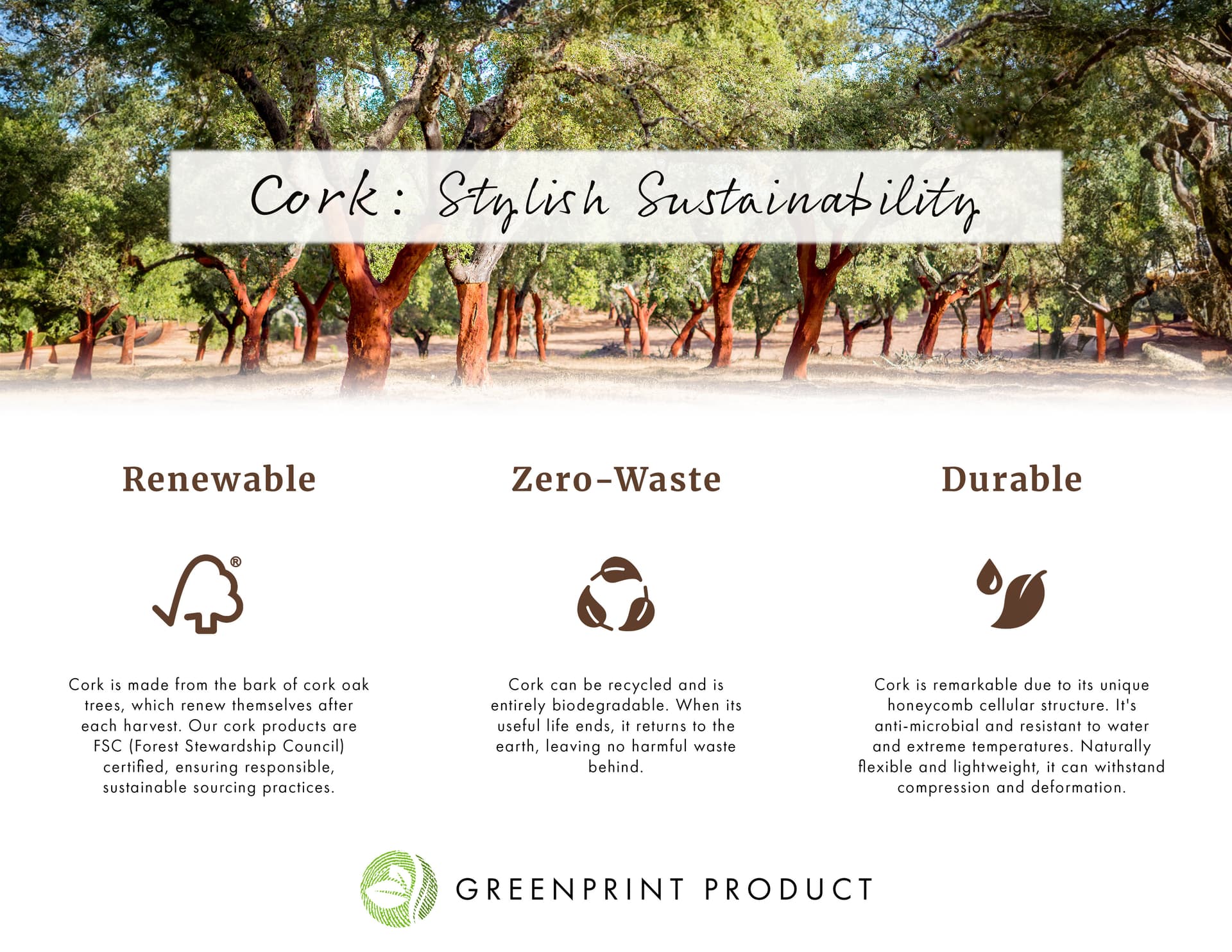 Infographic outlining the cork's sustainability. Cork is renewable, can be recycled and is entirely biodegradable, and durable due to it's unique honeycomb cellular structure