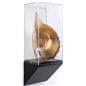 Museum pedestal wedge wall case with tapered modern-style base