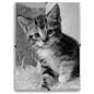 glass clip photo frame